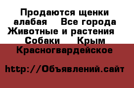 Продаются щенки алабая  - Все города Животные и растения » Собаки   . Крым,Красногвардейское